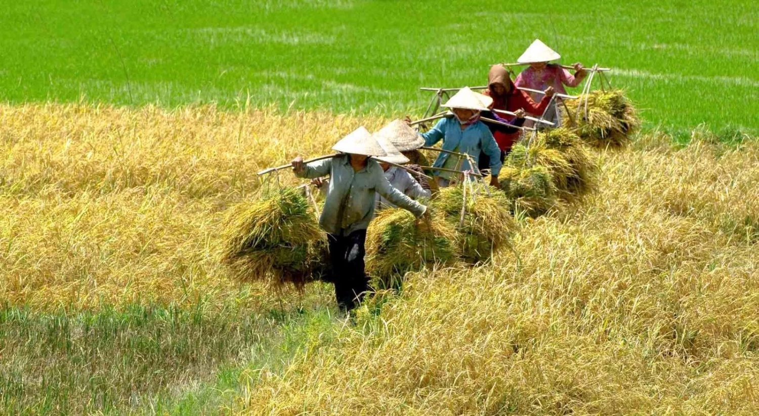 Sử dụng đất trồng lúa không đúng mục đích: Mức phạt 2023